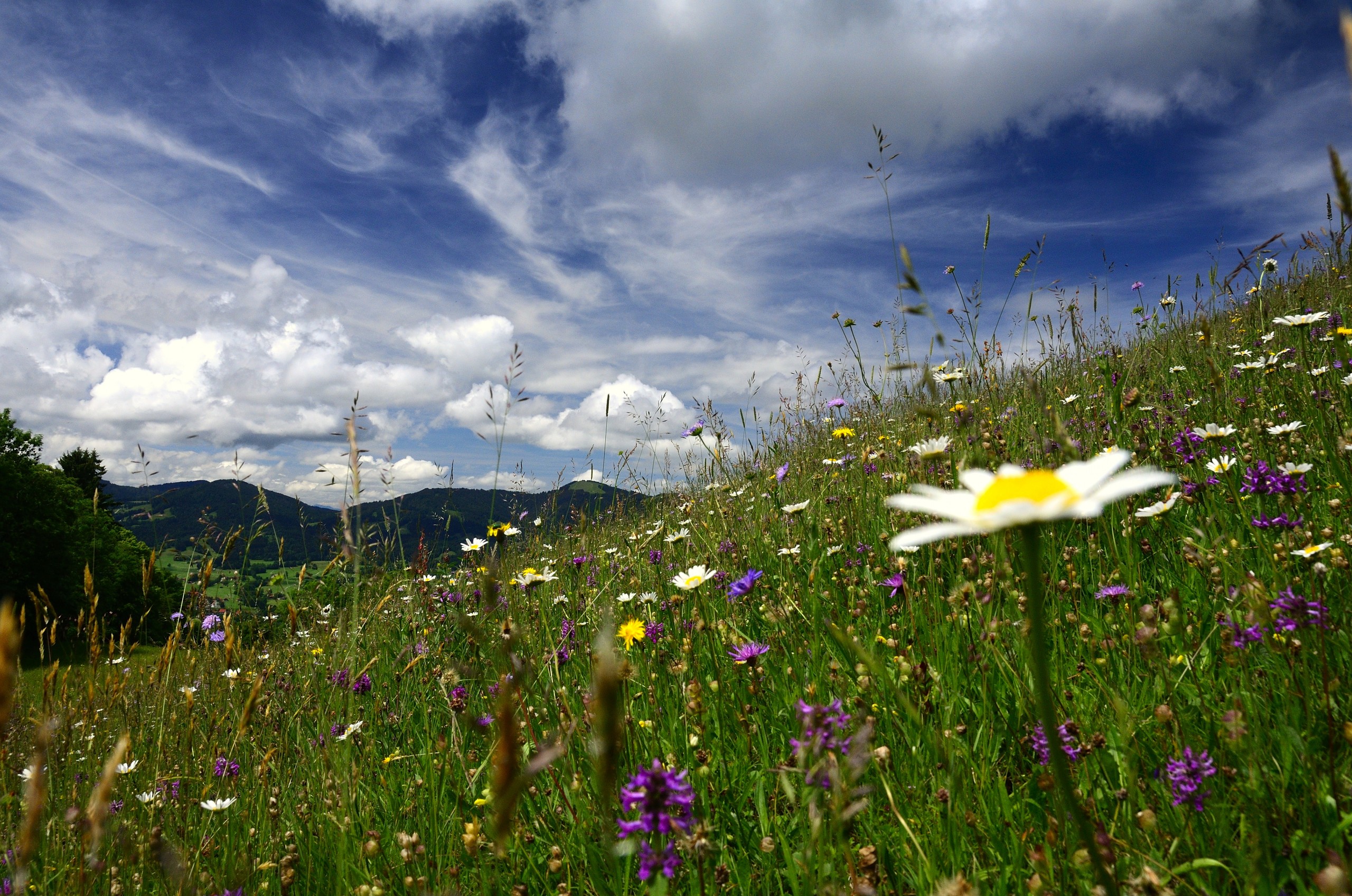 Sommerwiese