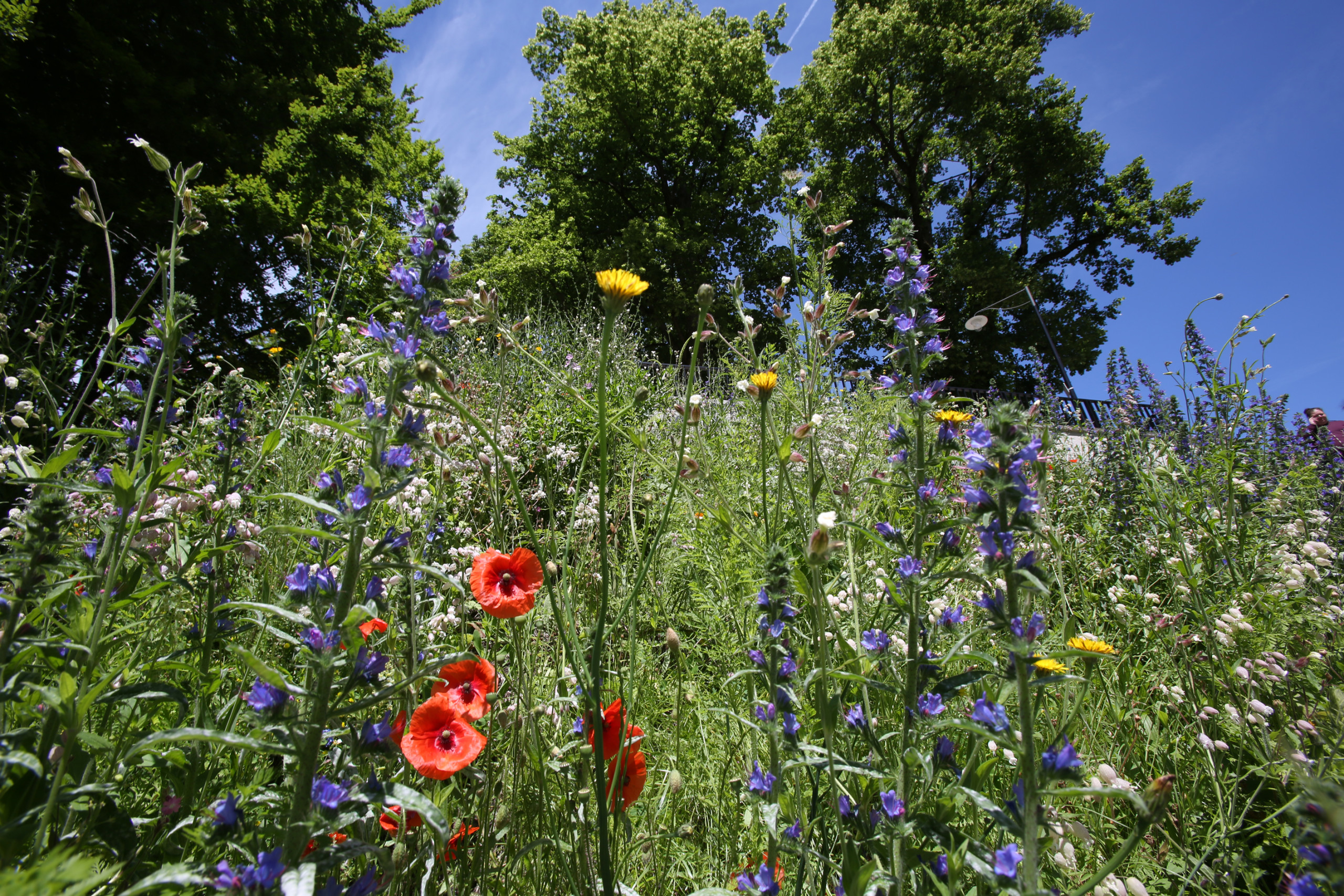 Blumenwiese